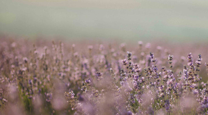 Lavender is the main scent or ingredient in this collection of natural perfumes.