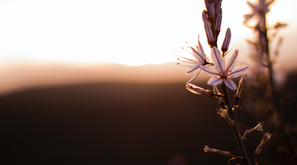 Vanilla style natural perfumes