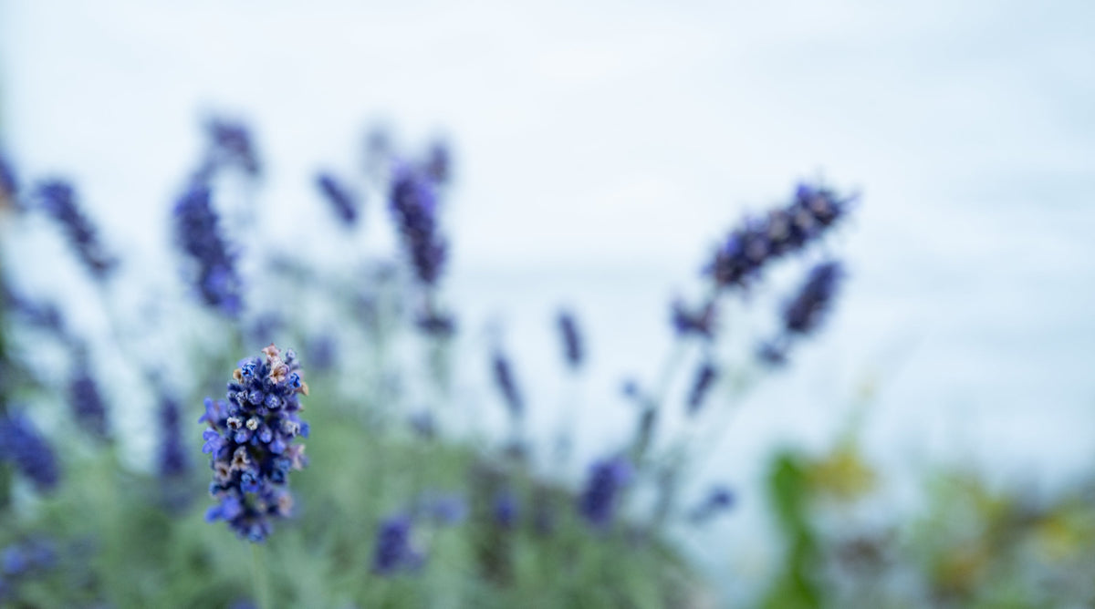 Sensoriam natural perfume