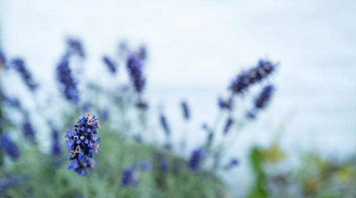 Sensoriam natural perfume