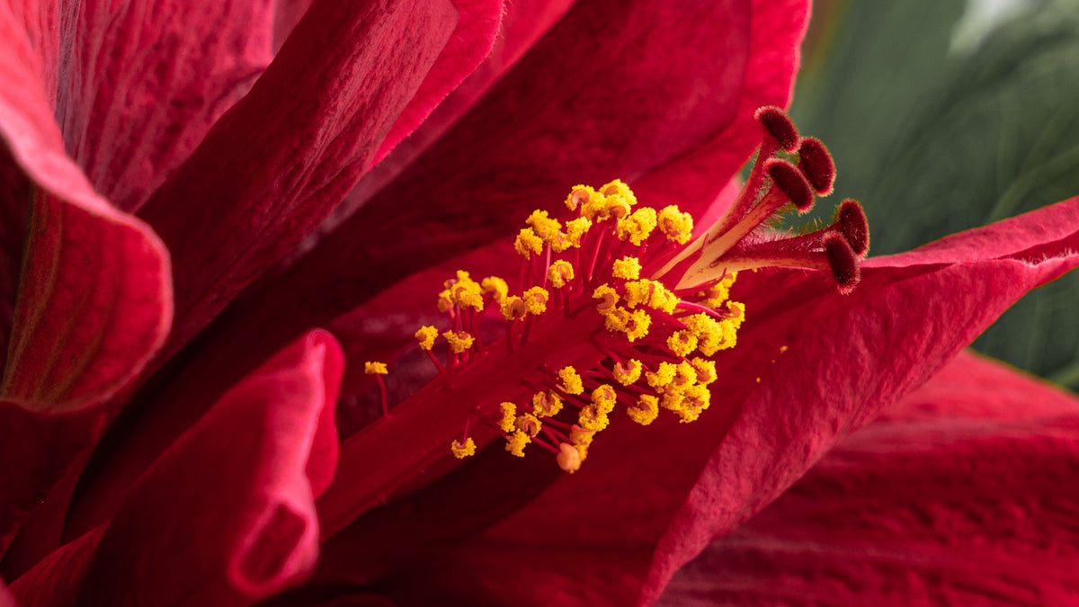 Hibiscus Style Natural perfumes