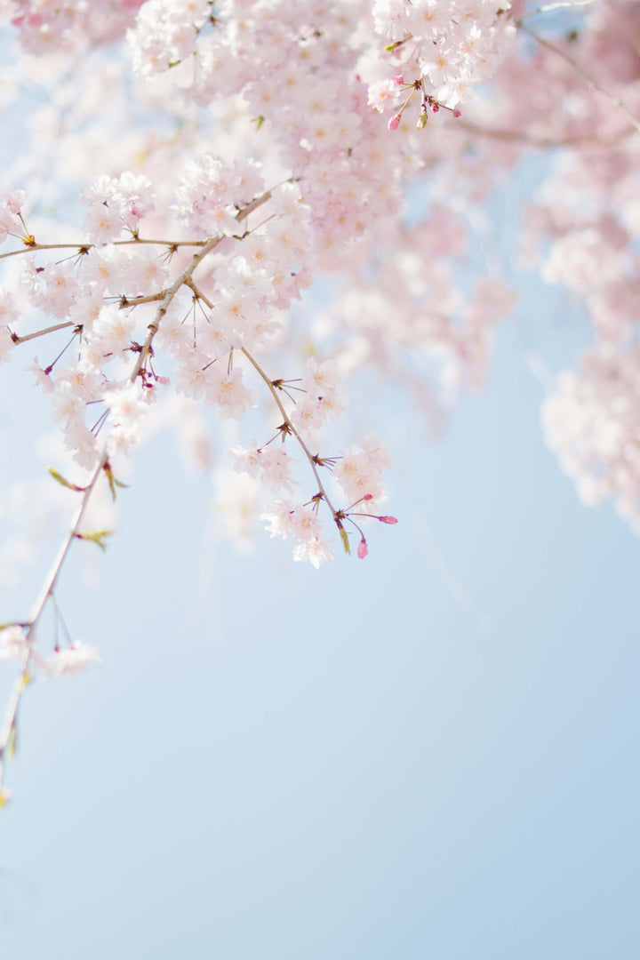 Top 8 Spring Natural Perfumes
