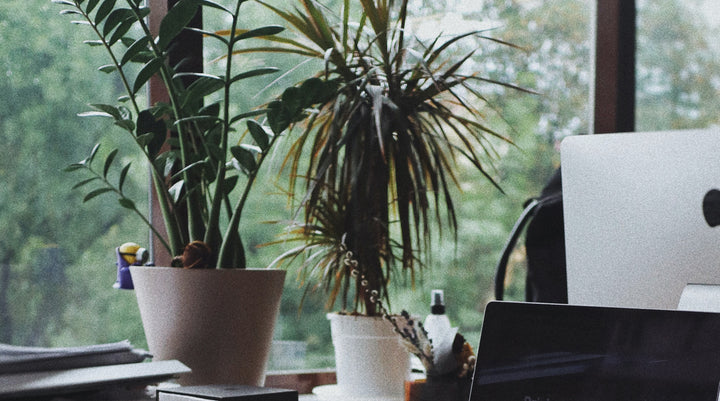 5 Reasons Why Natural Scent Will Make Your Workplace More Productive