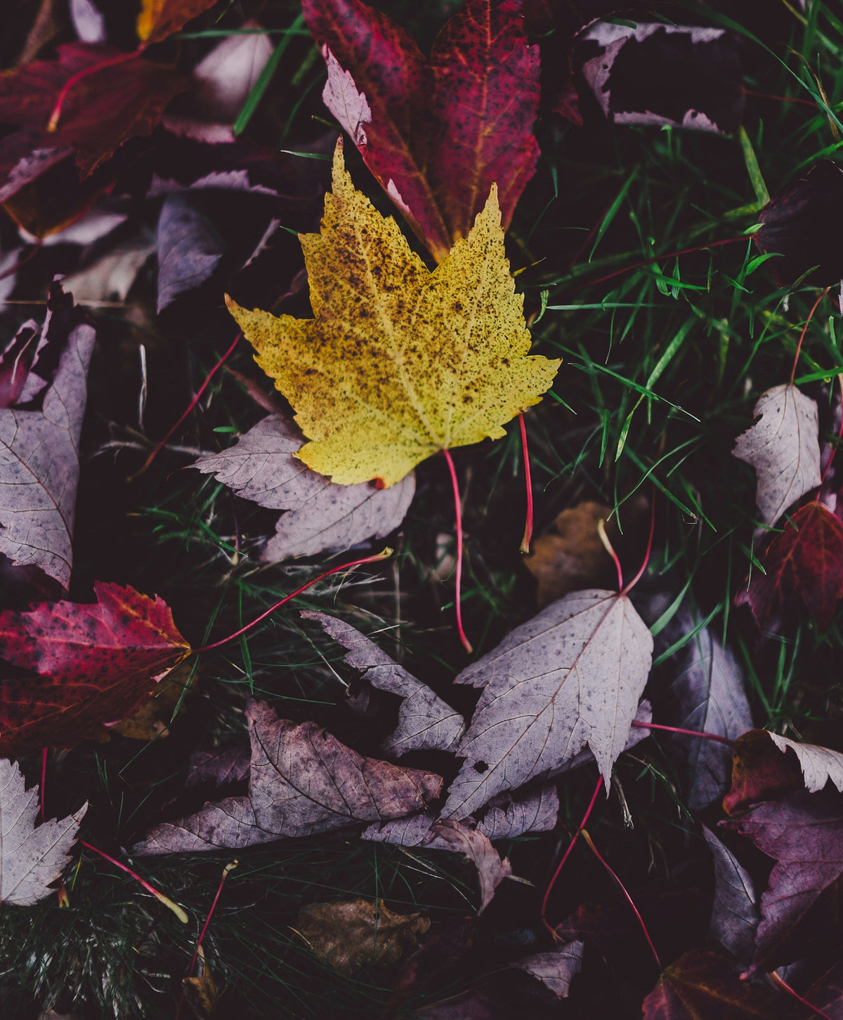 Four Eco Entrepreneurs Share Autumn Inspirations