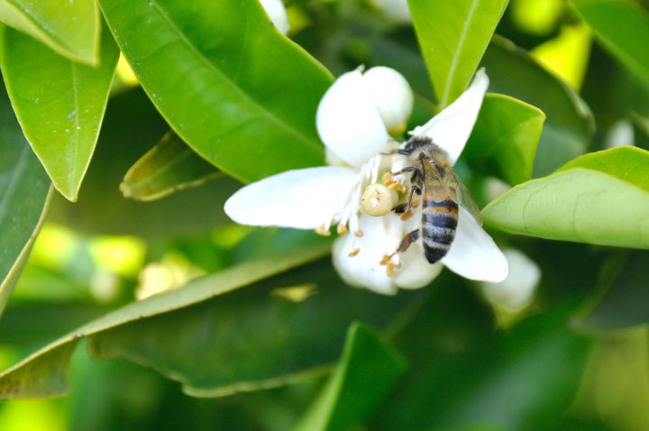 Honeyed Floral Aroma of Neroli