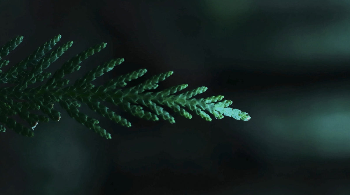 Natural perfume at Sensoriam that has a major ingredient profile with cedarwood