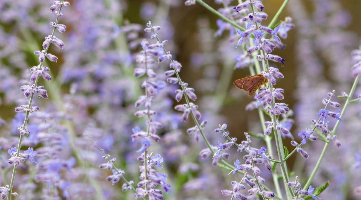This natural perfume collection is made up of clary sage style perfumes.