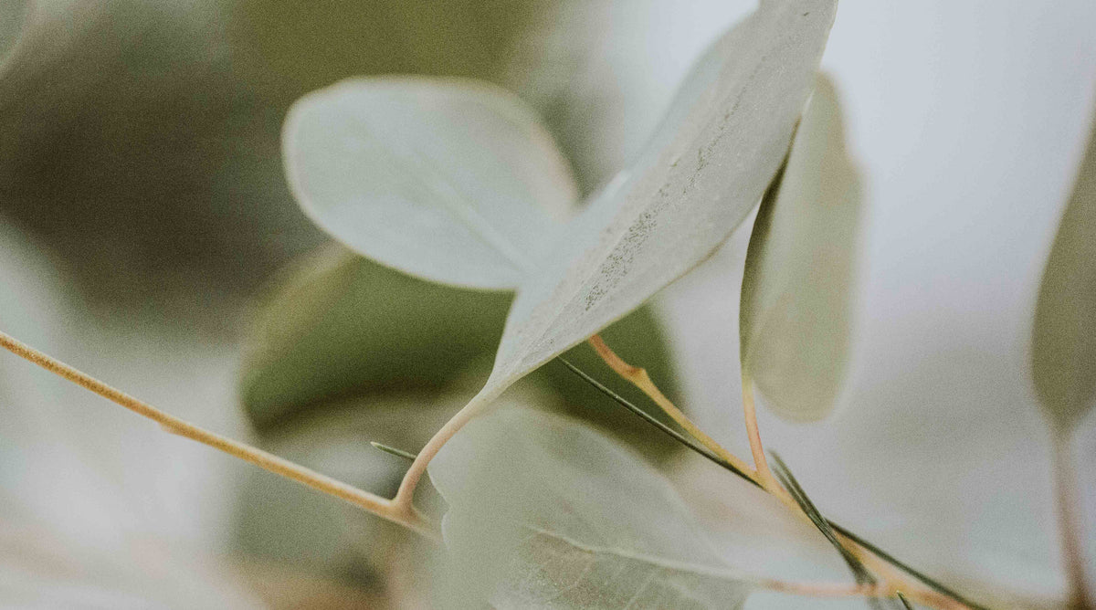 This natural perfume collective is made from Eucalyptus style perfumes.