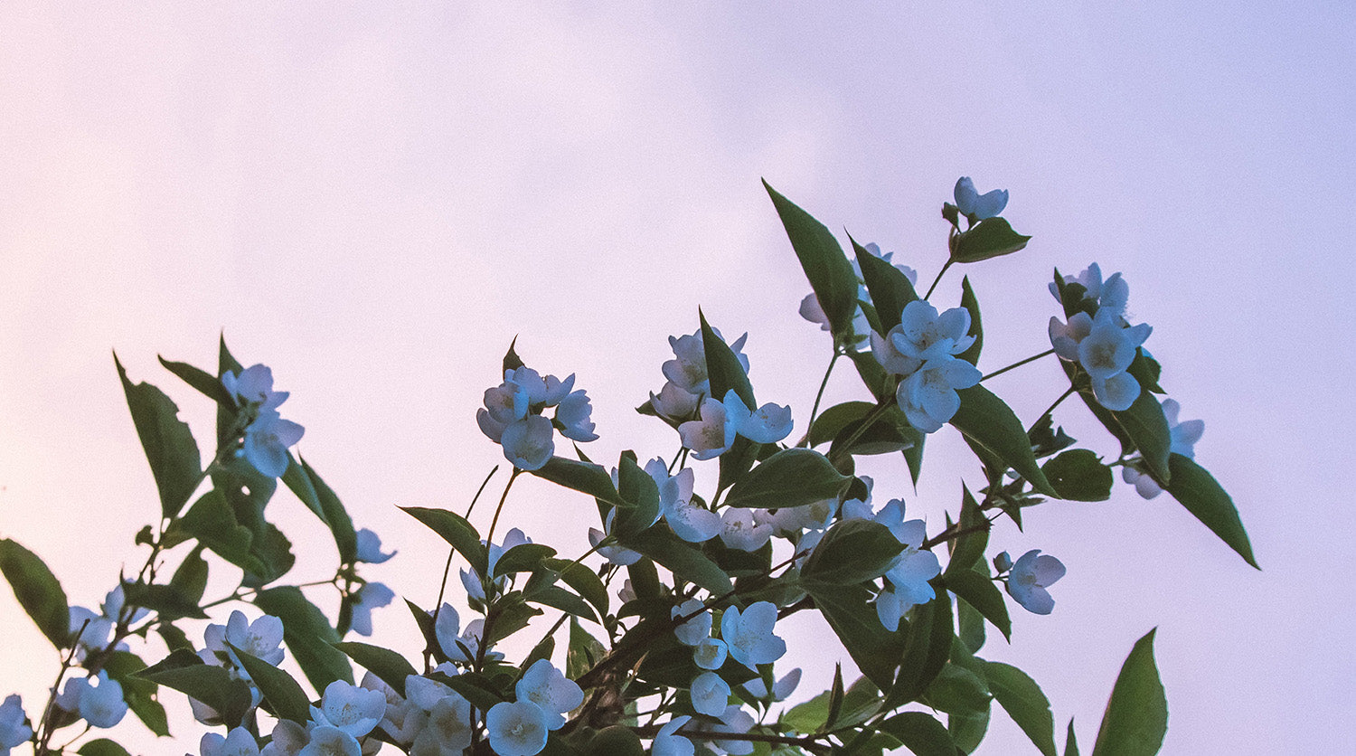 Natural perfume Tulita Divya now available at Sensoriam, a jasmine style perfume