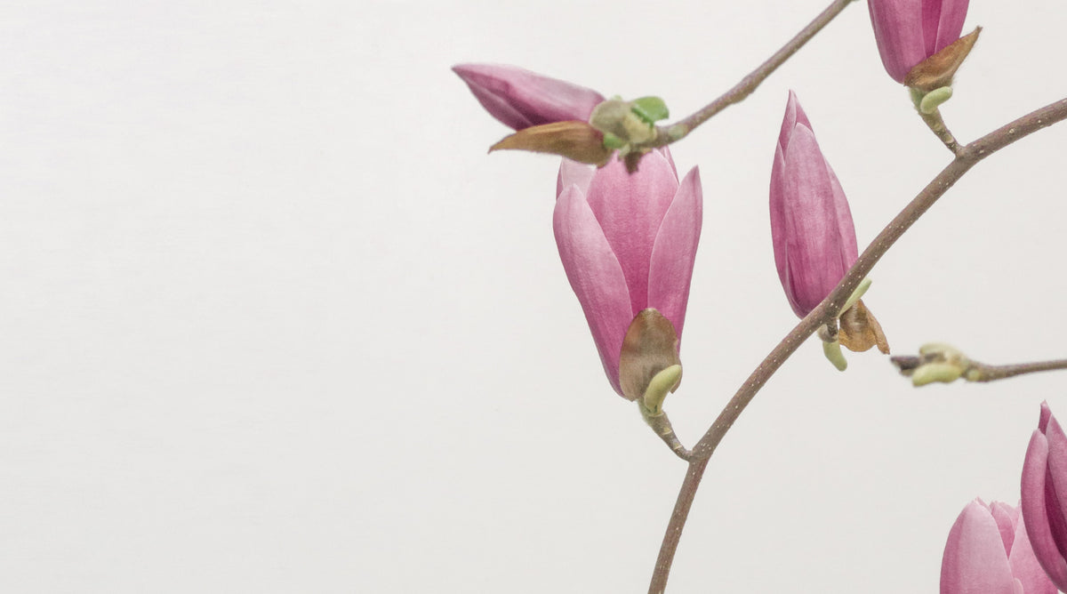 Explore major ingredients and scent notes in natural perfumes