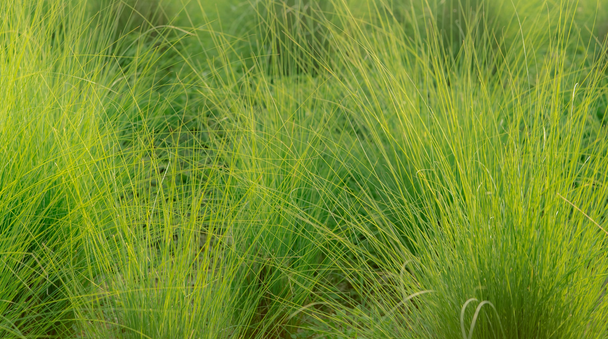 Vetiver style natural perfumes at Sensoriam