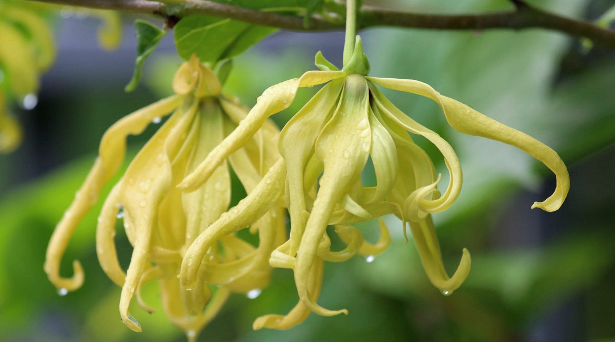 This natural perfume collection is made up of Ylang Ylang style scents.