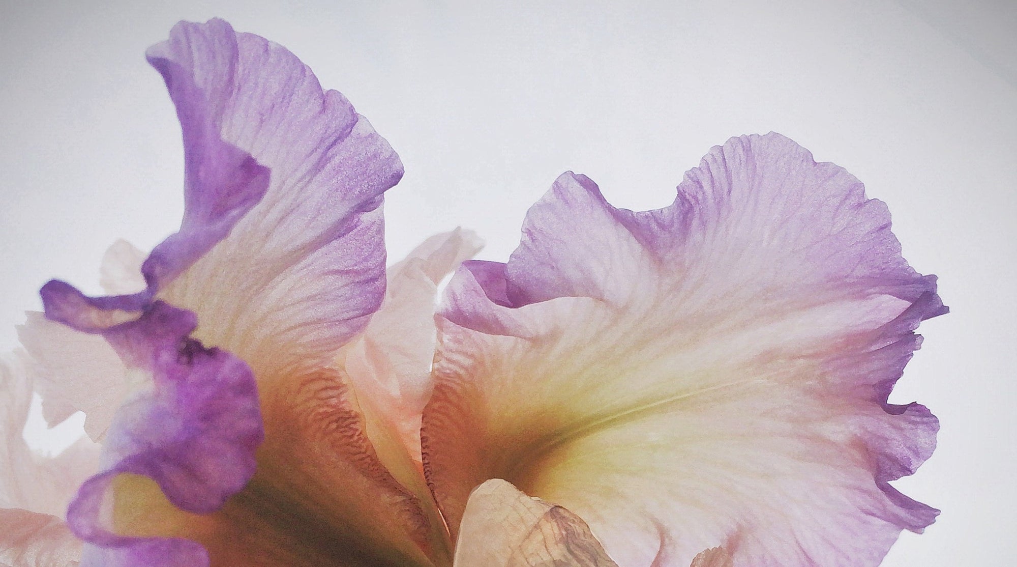 100% natural Iris style scents at natural perfume collective Sensoriam