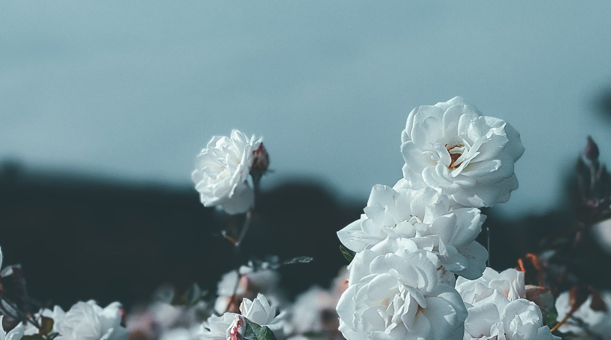 A collection of Rose style natural perfumes