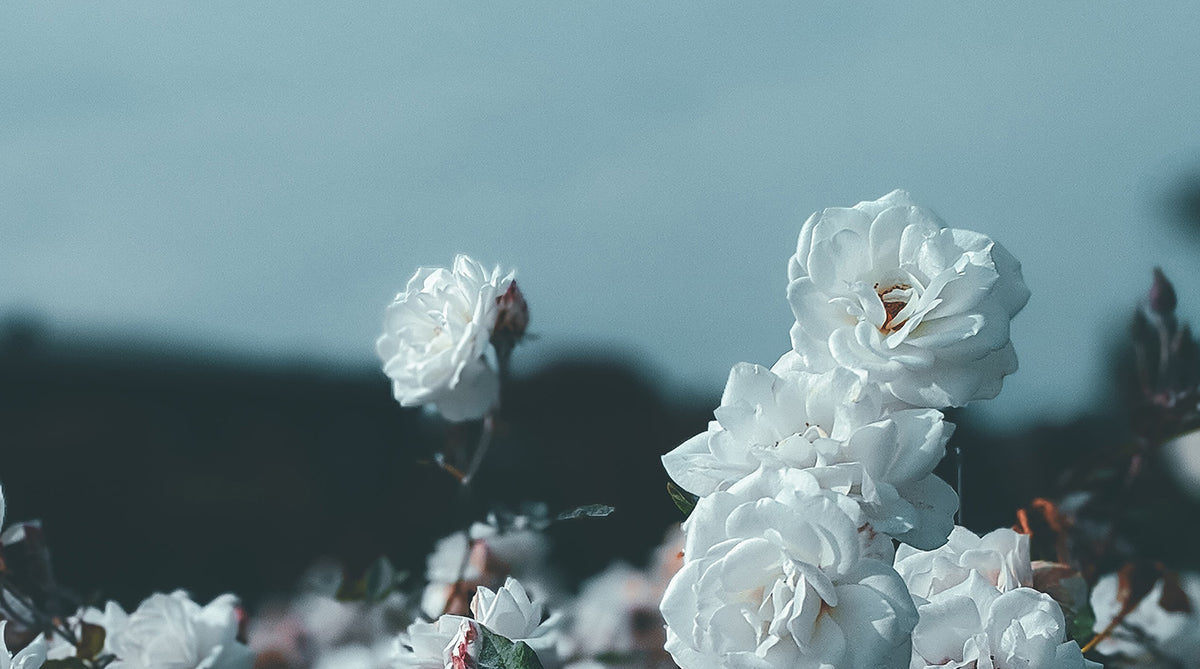 Natural perfume Tulita Vikasa is a rose style perfume, now available at Sensoriam