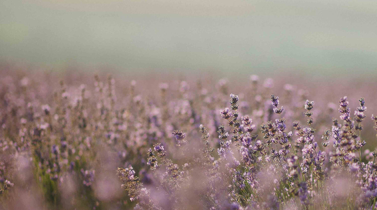 Lavender is the main scent or ingredient in this collection of natural perfumes.