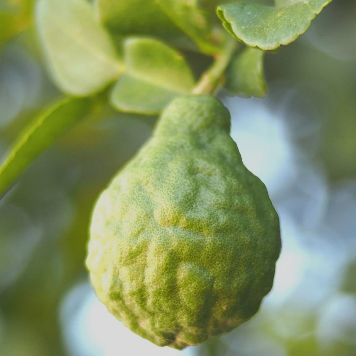 A collection of Bergamot style natural perfumes