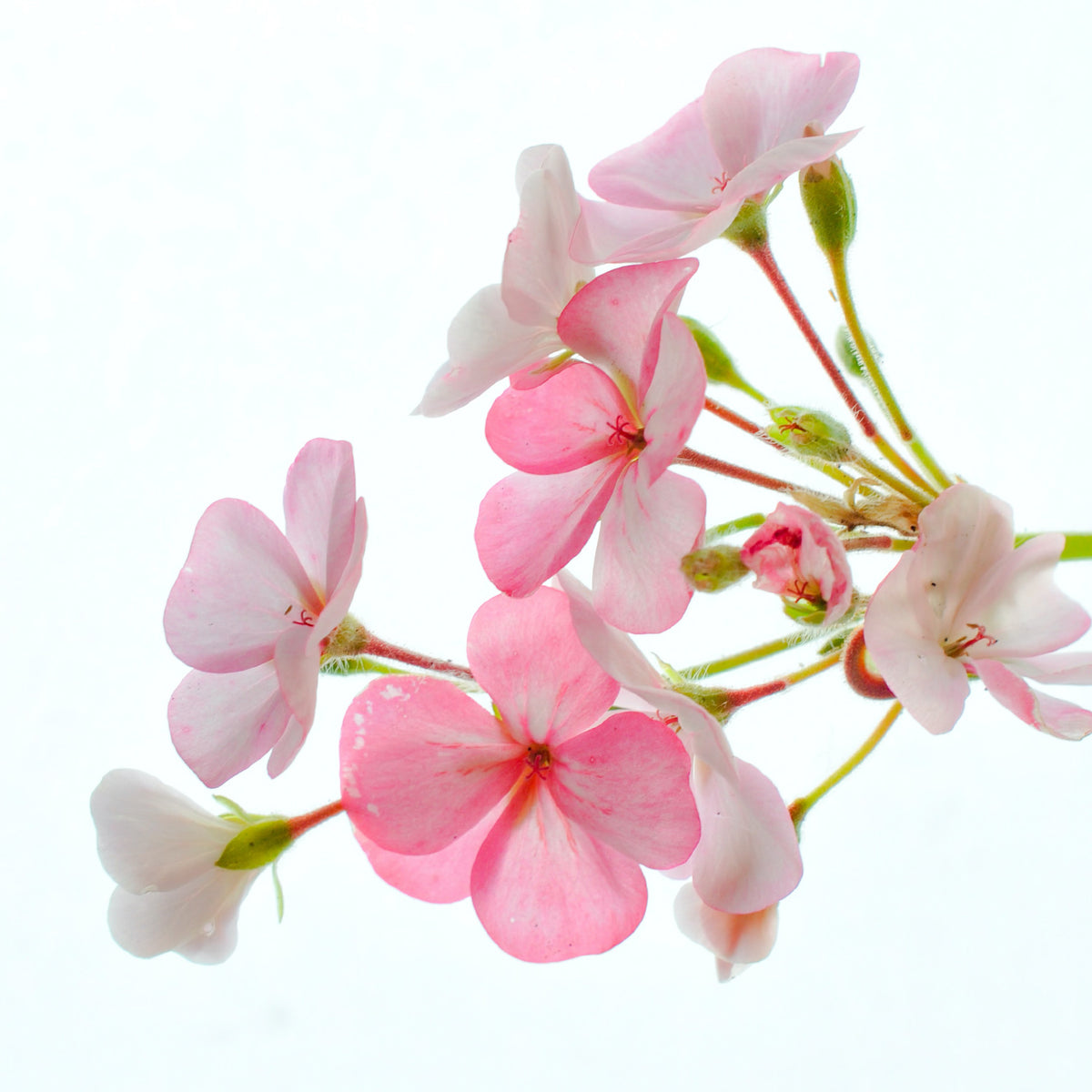 A collection of Geranium style natural perfumes