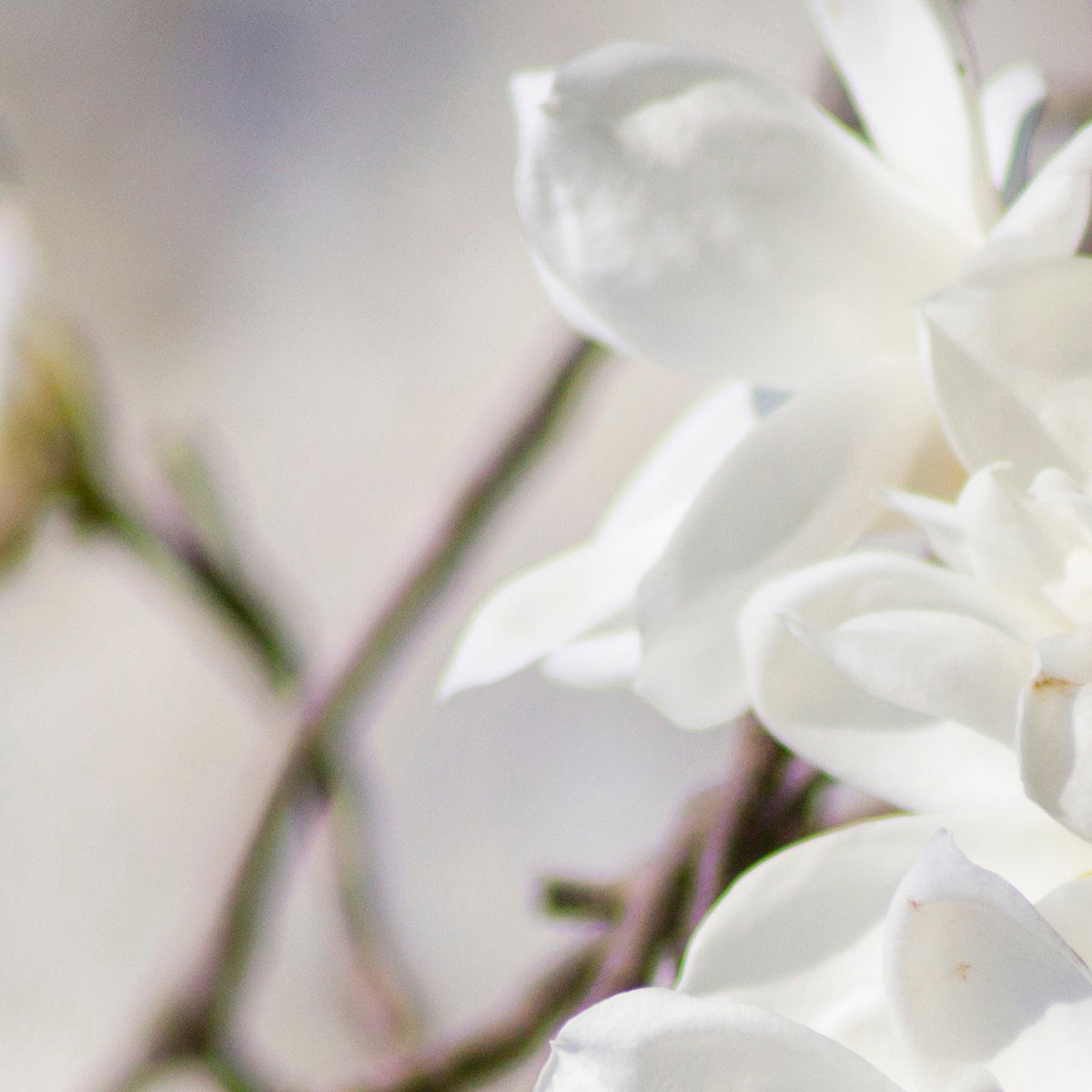 This natural perfume collection is made up of Magnolia style scents.