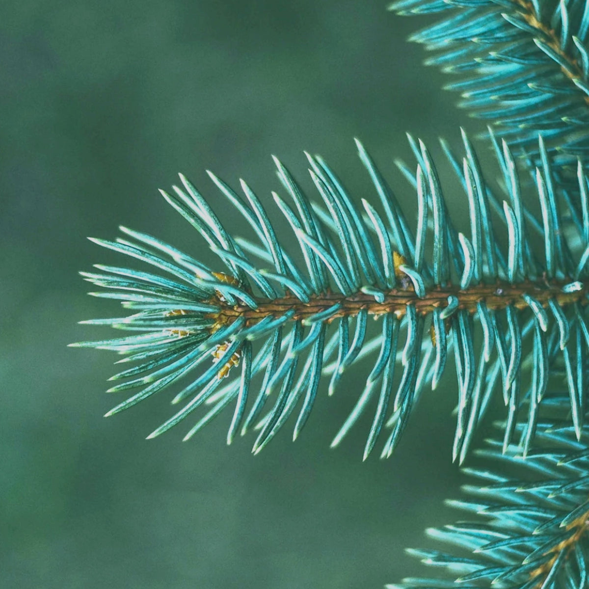 A collection of Fir Needle Style natural perfumes
