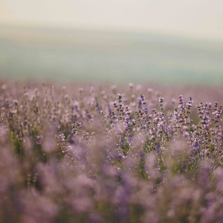 Lavender is the main scent or ingredient in this collection of natural perfumes.