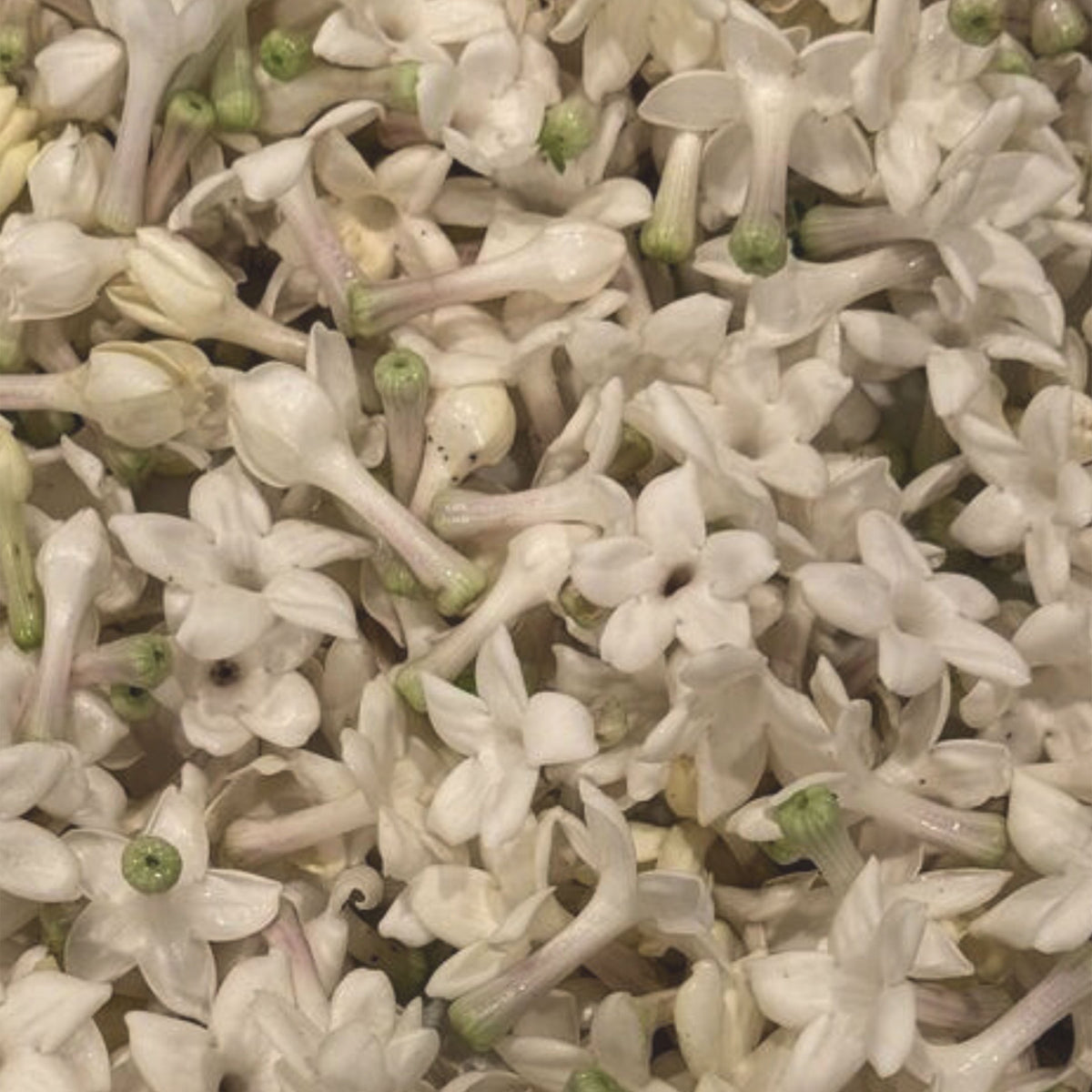 Jasmine is a Major Ingredient in Yusei Fleur De Jasmin Natural Perfume