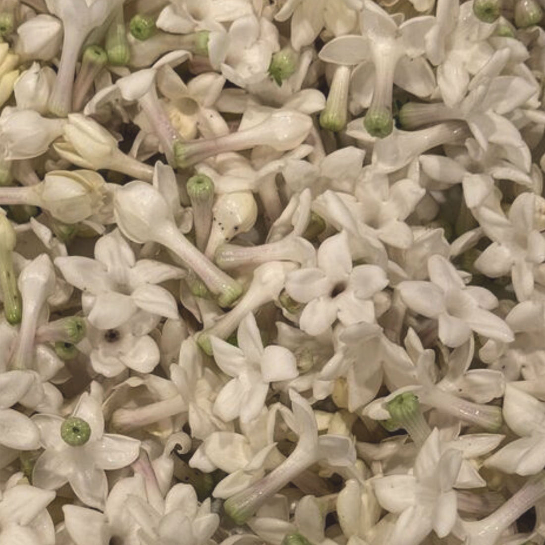 Jasmine is a Major Ingredient in Yusei Fleur De Jasmin Natural Perfume