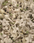Jasmine is a Major Ingredient in Yusei Fleur De Jasmin Natural Perfume
