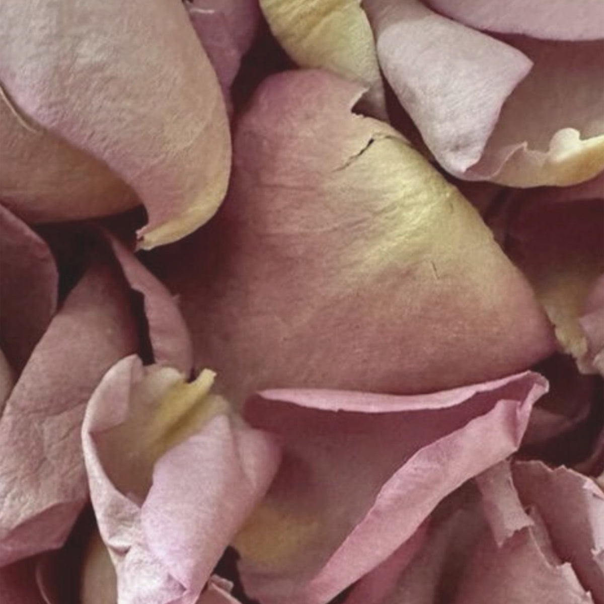 Rose Petals are a Major Ingredient in Yusei Fleur De Rose Natural Perfume