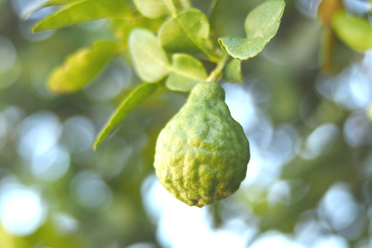 A collection of Bergamot style natural perfumes