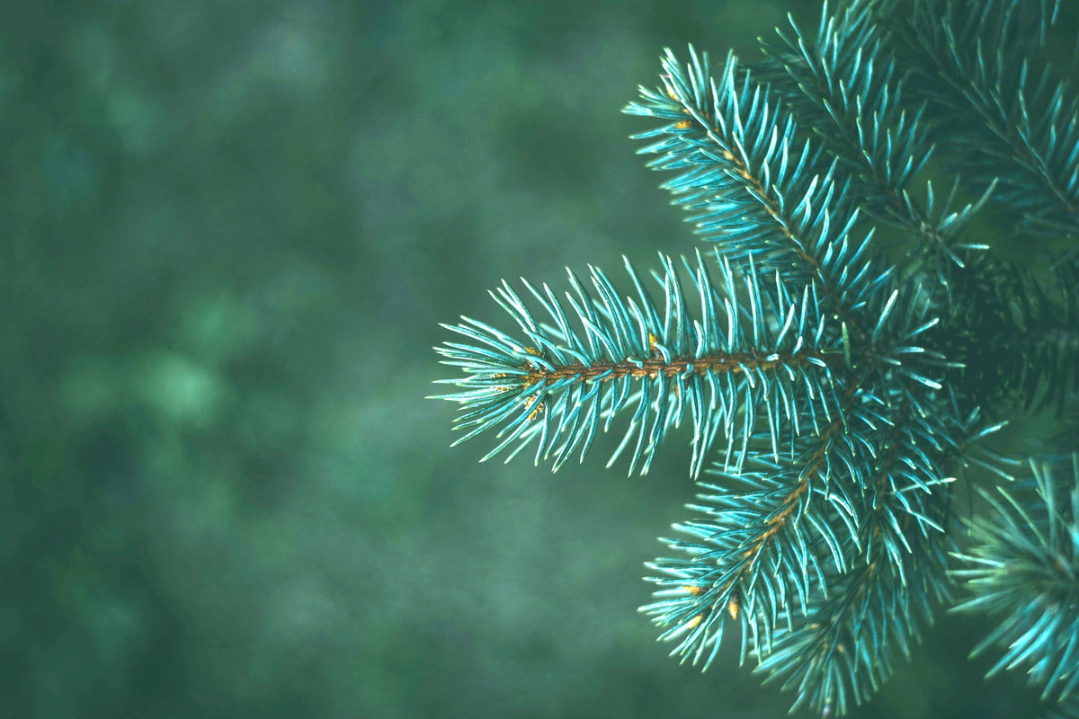 A collection of Fir Needle Style natural perfumes