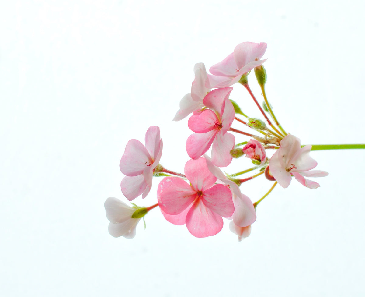 A collection of Geranium style natural perfumes