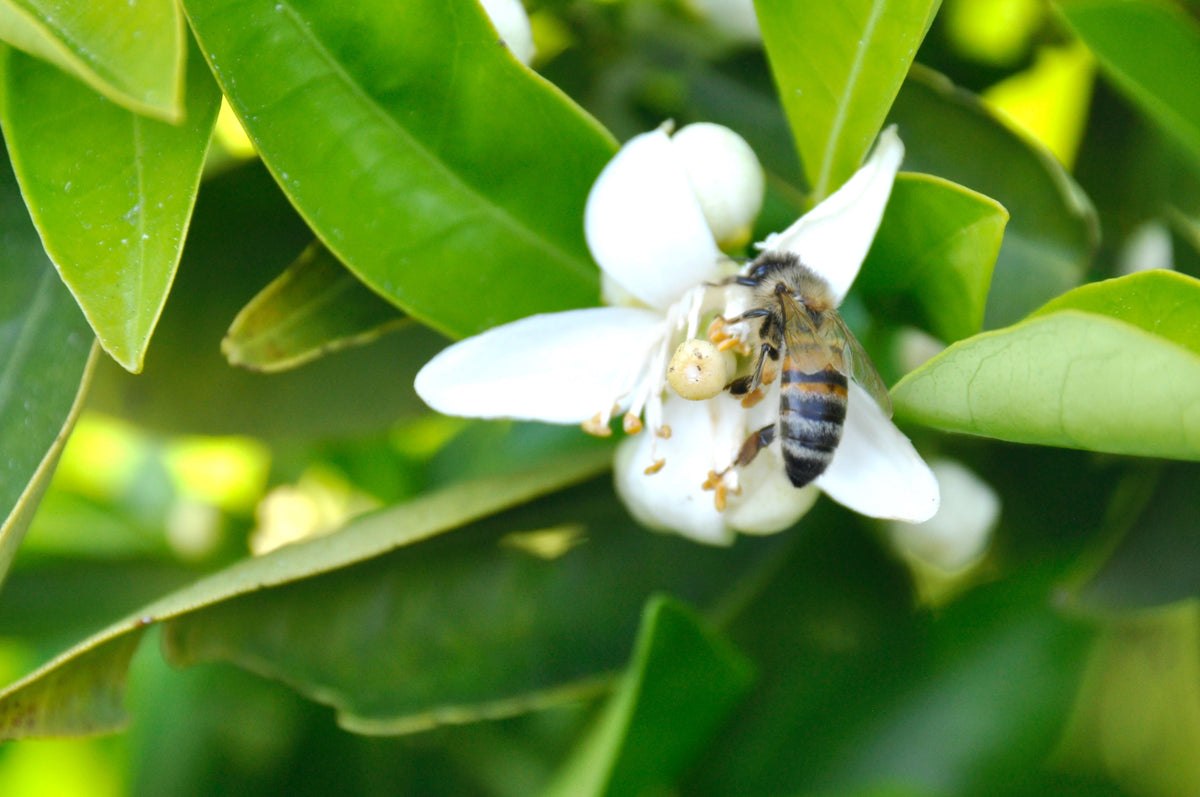 A collection of Neroli style natural perfumes