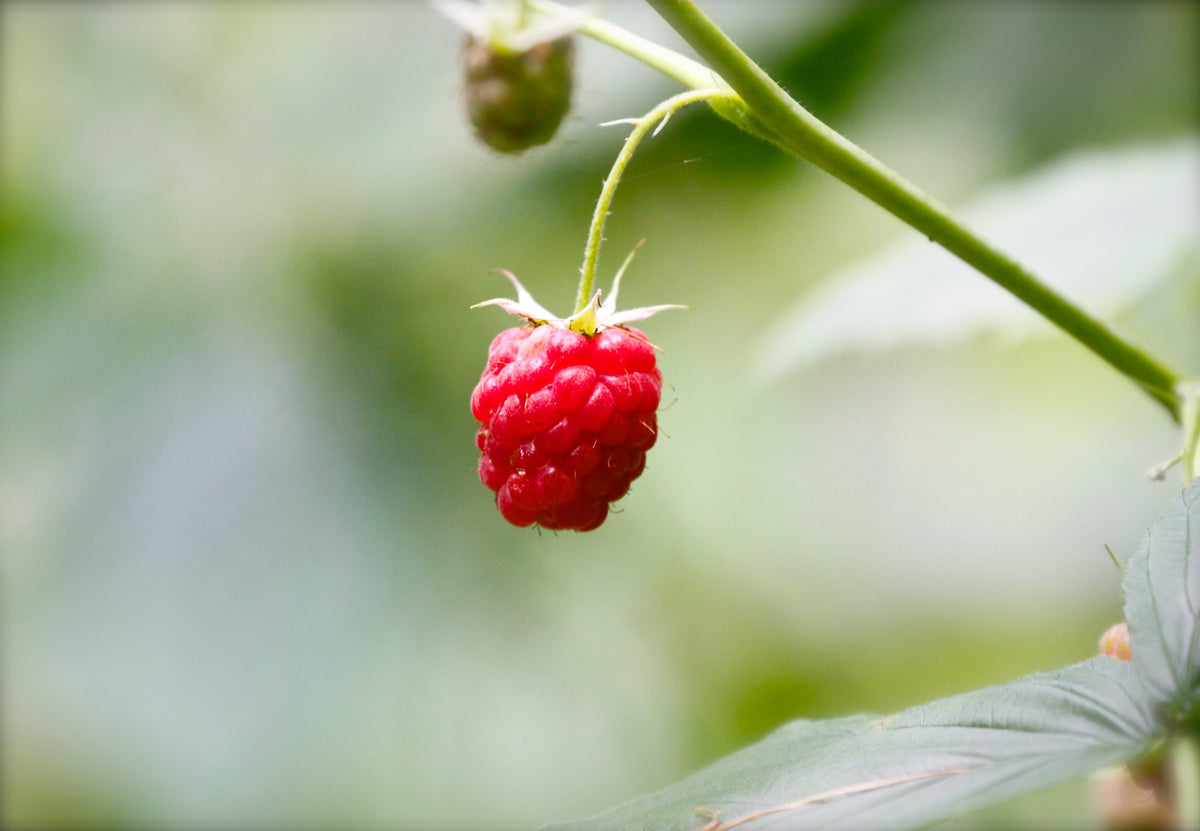 A collection of Red Berry style natural perfumes