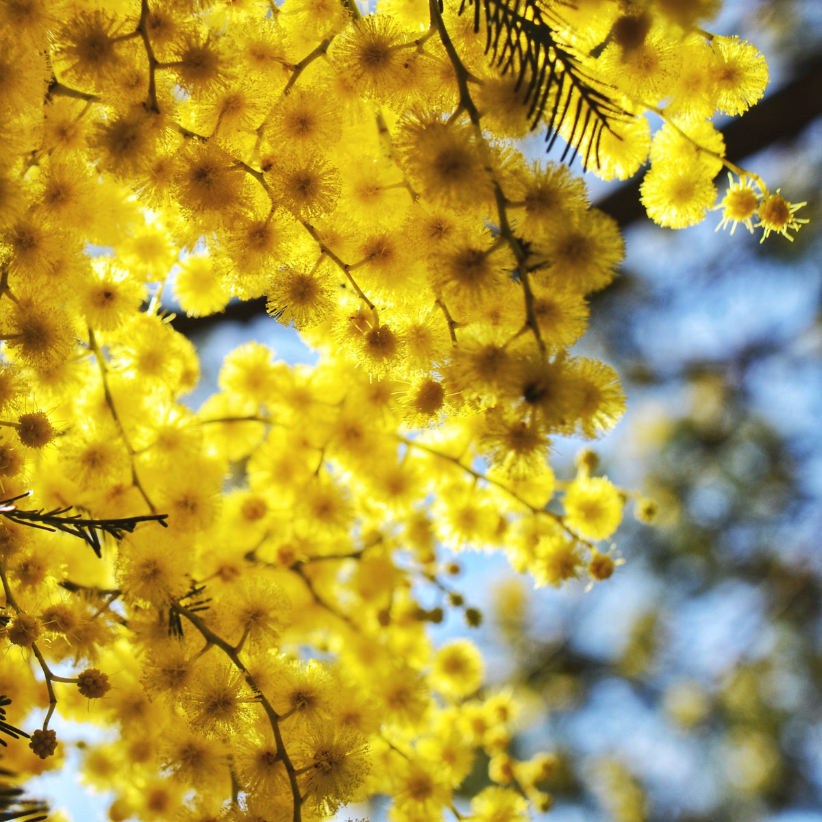 A collection of Australian Botanical Wattleseed style natural perfumes