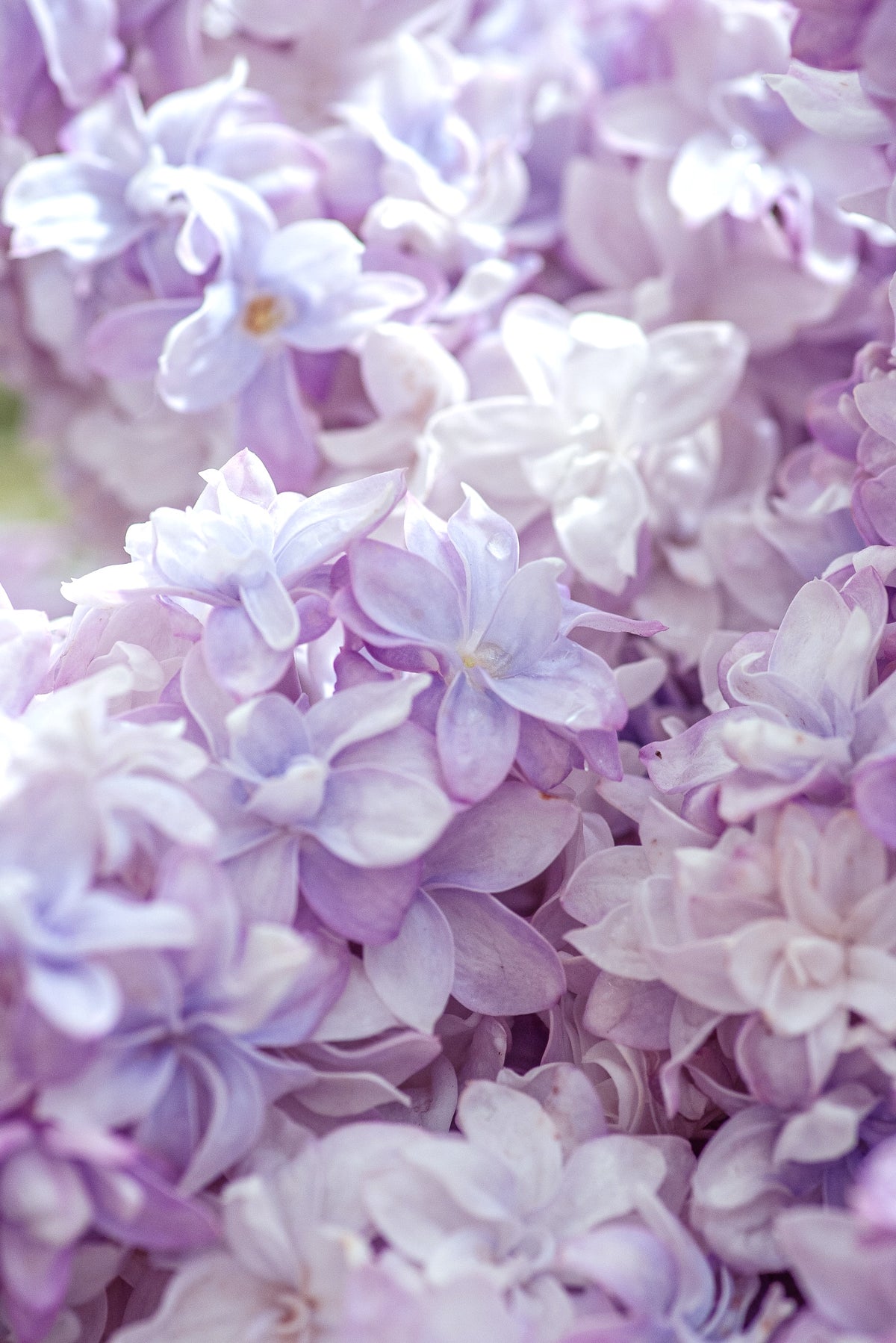 A collection of violet style natural perfumes